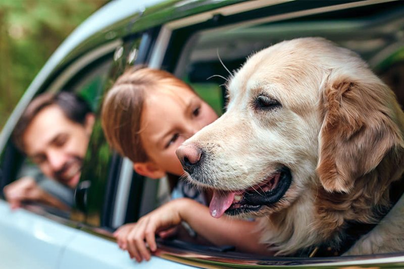 Traveling Safely With Your Dog