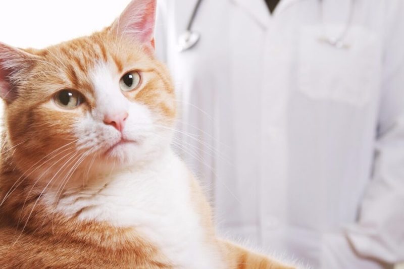 How to Introduce a New Cat to Your Household