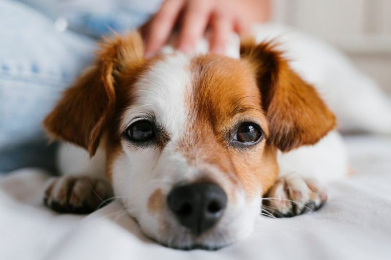 How to Keep Your Pet Mentally Stimulated