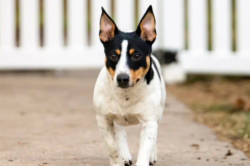 Apartment Living With High-Energy Dogs