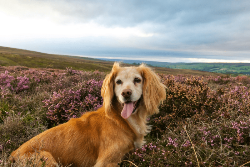 Mixed Breed Magic: Understanding Hybrid Vigor in Dogs