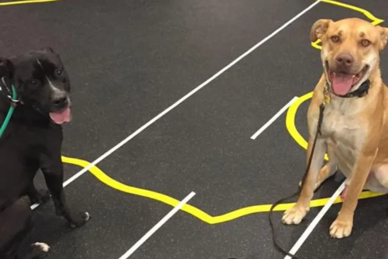 Positive Reinforcement vs. Traditional Training Methods