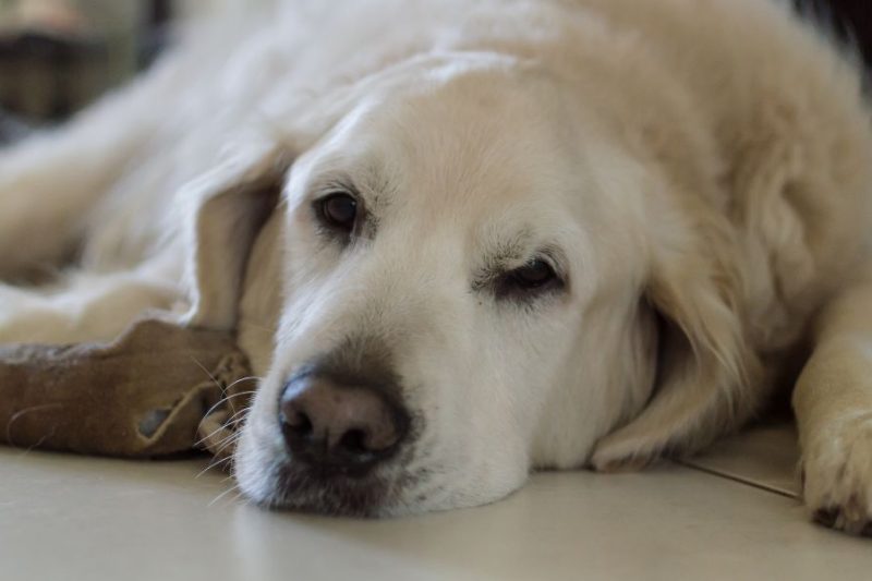 Breed Instincts Explained: Why Your Dog Herds the Kids