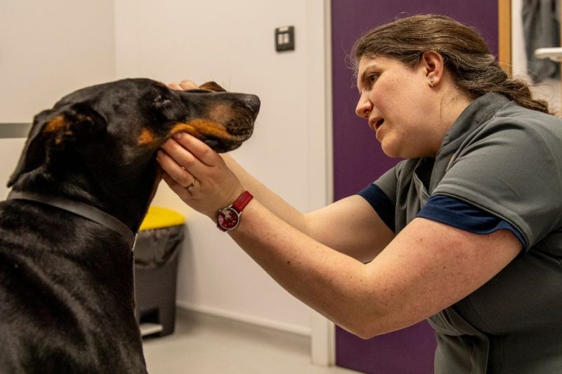 Understanding Size Variations Within the Same Breed