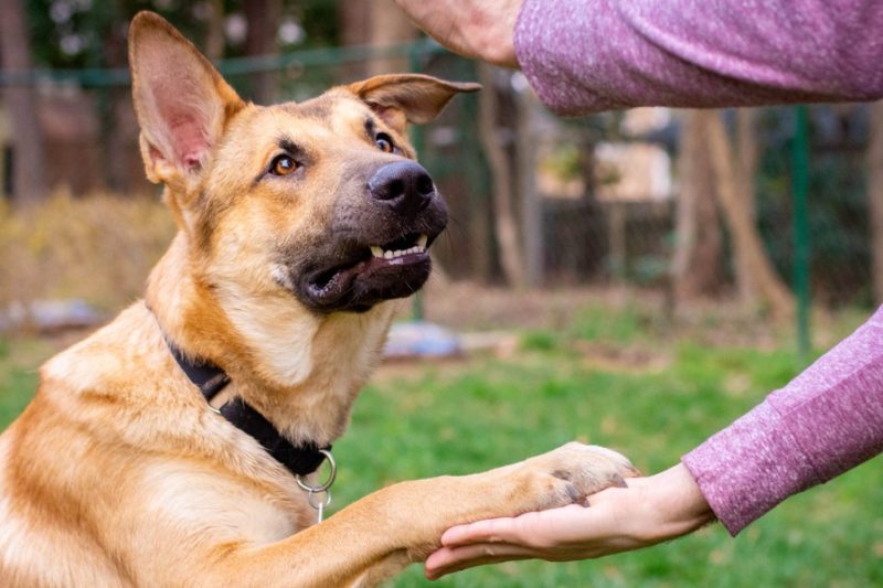 How to Identify Unknown Breed Traits in Rescue Dogs