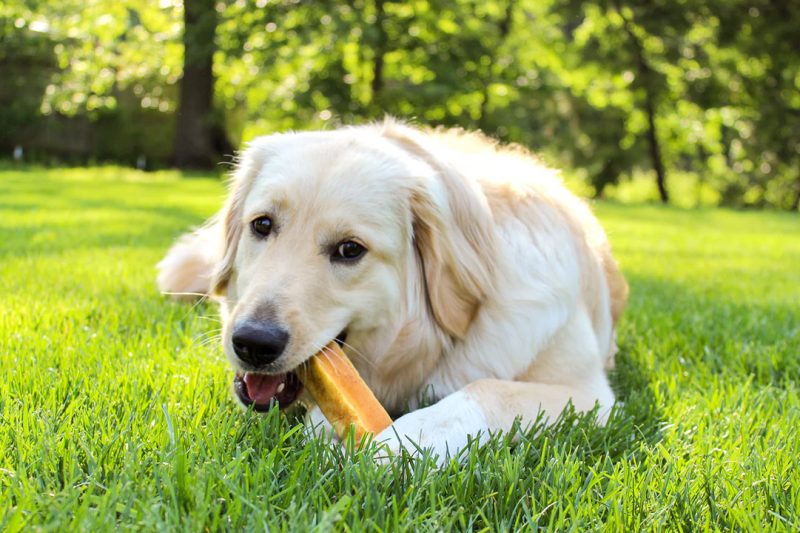 Choosing the Right Toys for Your Pet’s Personality