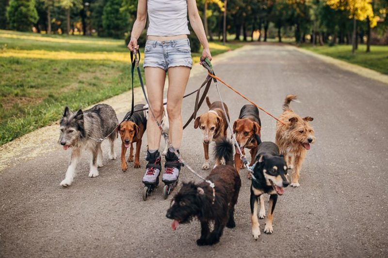 When to Hire a Dog Walker or Pet Sitter