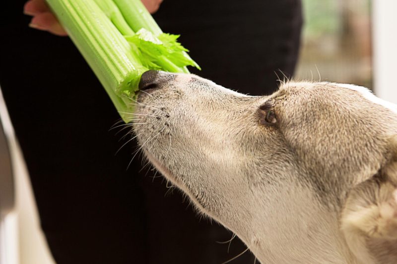 Food Allergies in Dogs: Warning Signs