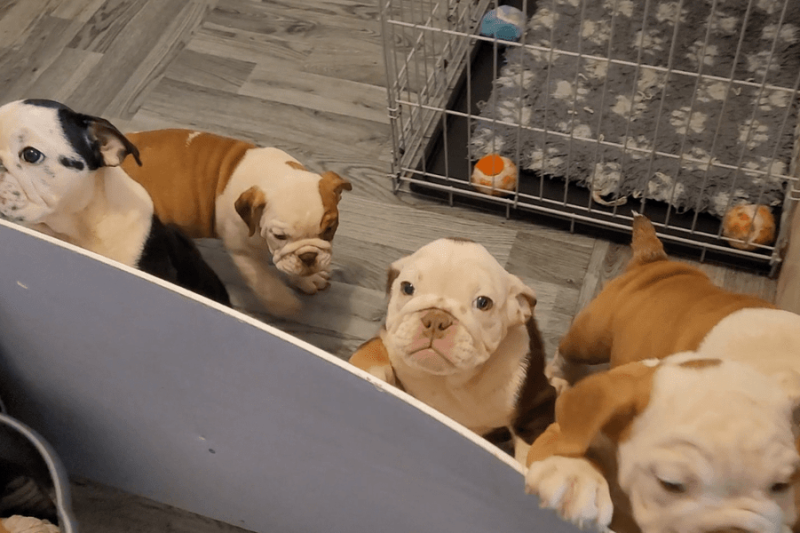 The Truth About Designer Dog Breeds