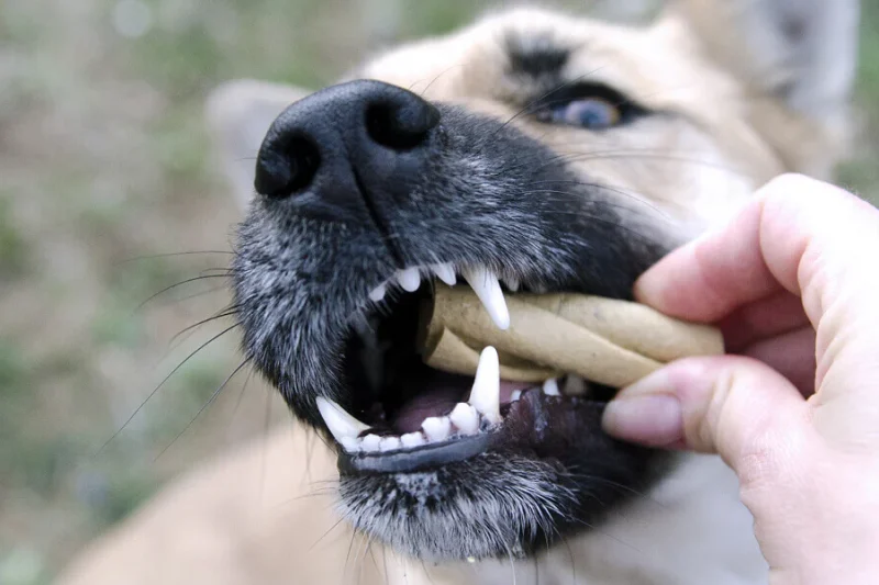 Parasite Prevention Made Simple