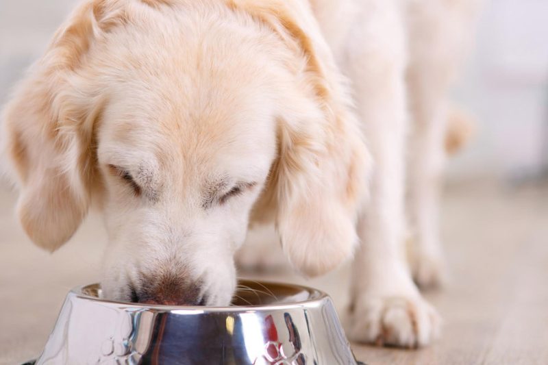 Hydration Tips for Active Dogs