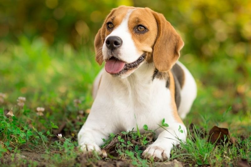 Cat Breed Personalities: Myth vs. Reality