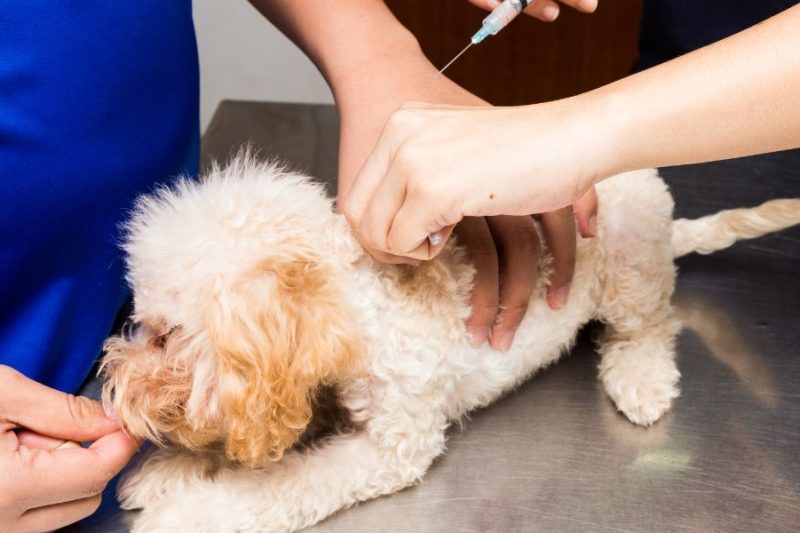 Common Genetic Disorders in Popular Dog Breeds