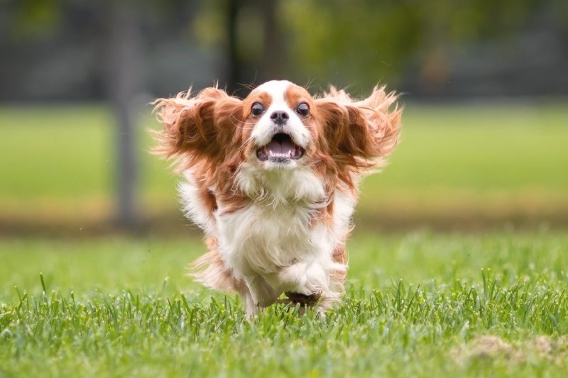 How to Build Trust With a Rescue Pet