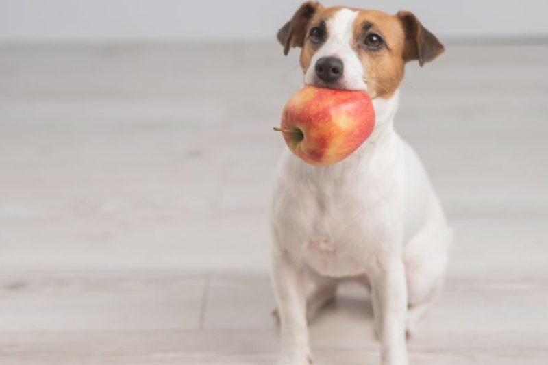 Raw Diets for Dogs: Pros and Cons