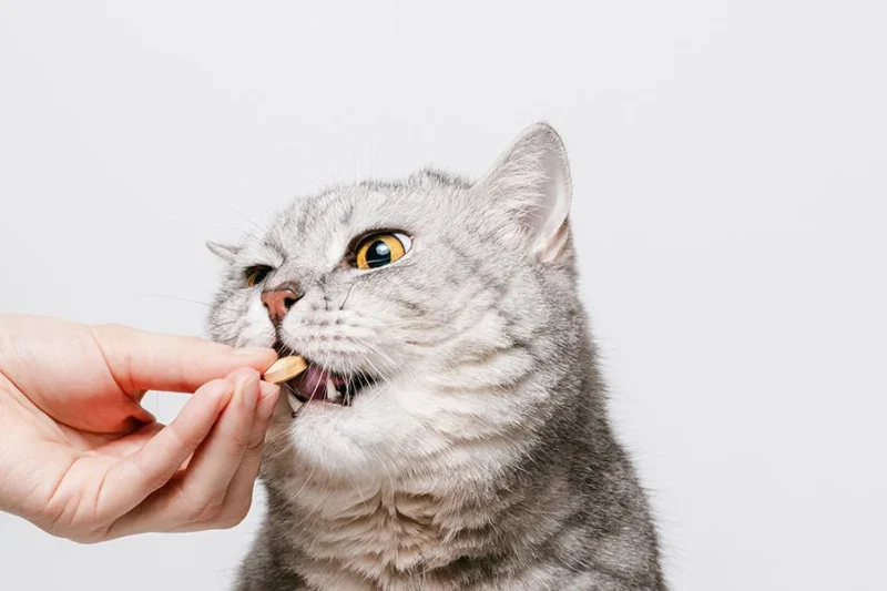 Seasonal Health Risks for Pets