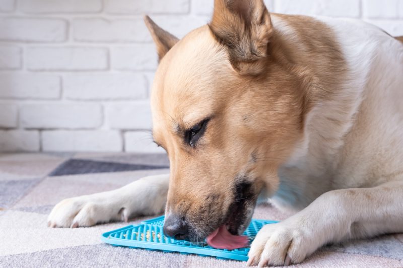 Nature vs. Nurture: What Really Shapes Your Pet?