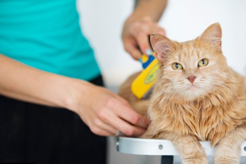 Emergency First Aid Basics for Pet Owners