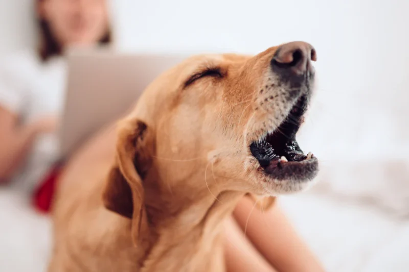 Why Some Dogs Bark Excessively
