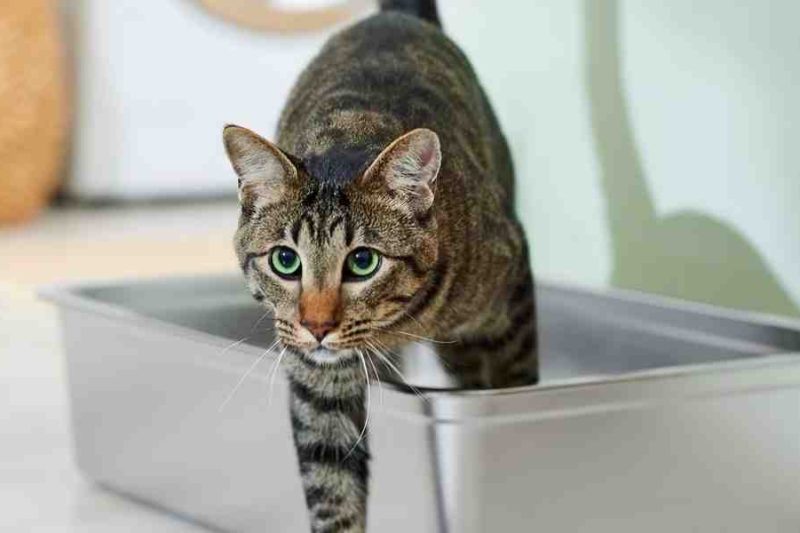 Litter Box Problems: Causes and Fixes