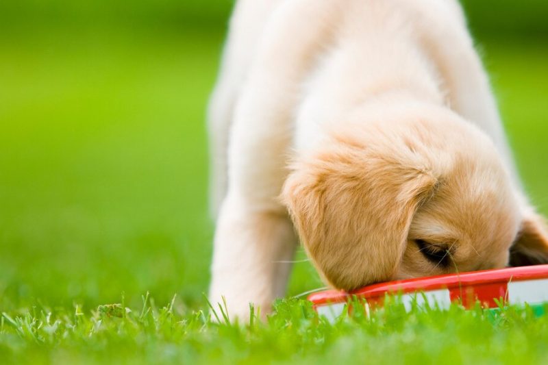 Transitioning Your Pet to a New Diet Safely